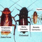 Blatte o scarafaggi