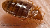 La cimice dei letti (nome scientifico Cimex lectularius) è un parassita dell’uomo. Come si evince facilmente dal nome, questo insetto è solito infestare il letto (materasso e struttura) e tutte le […]
