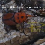 Disinfestazione e controllo del punteruolo rosso